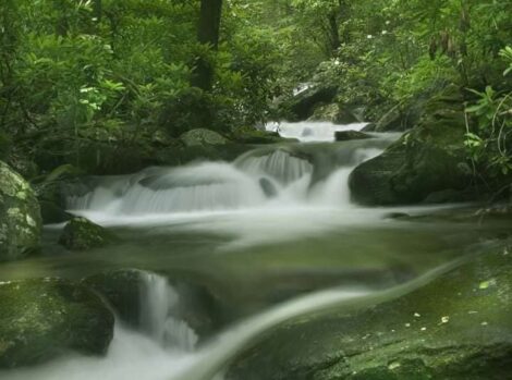 Betty's Creek Forest with river flowing over rocks