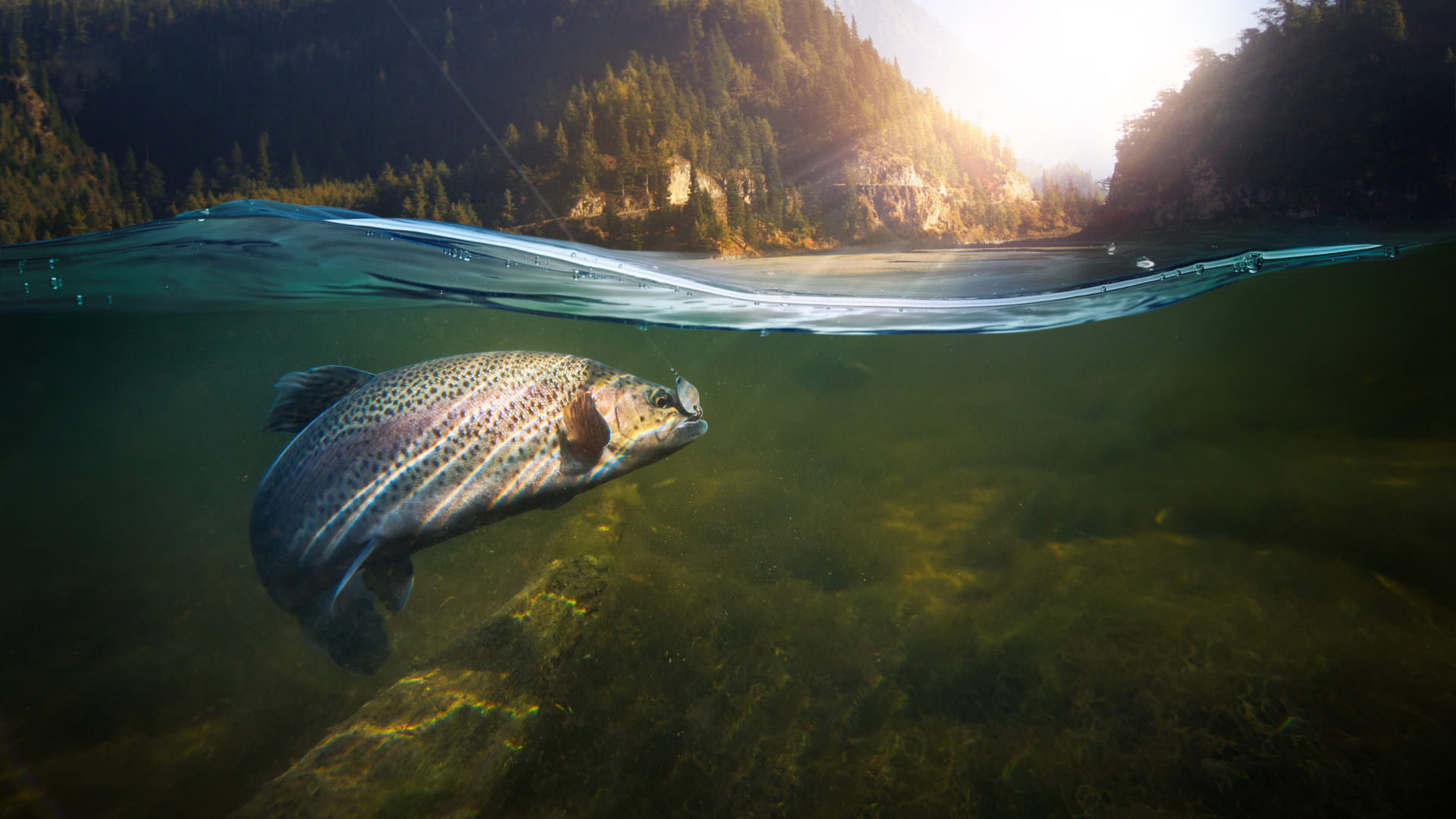 The Smart Fisher’s Guide to Trout Fishing in Georgia  Lake Rabun Hotel