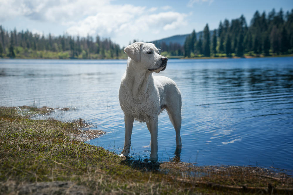 4 Best Pet-Friendly Cabin Rentals & Hotels in North Georgia