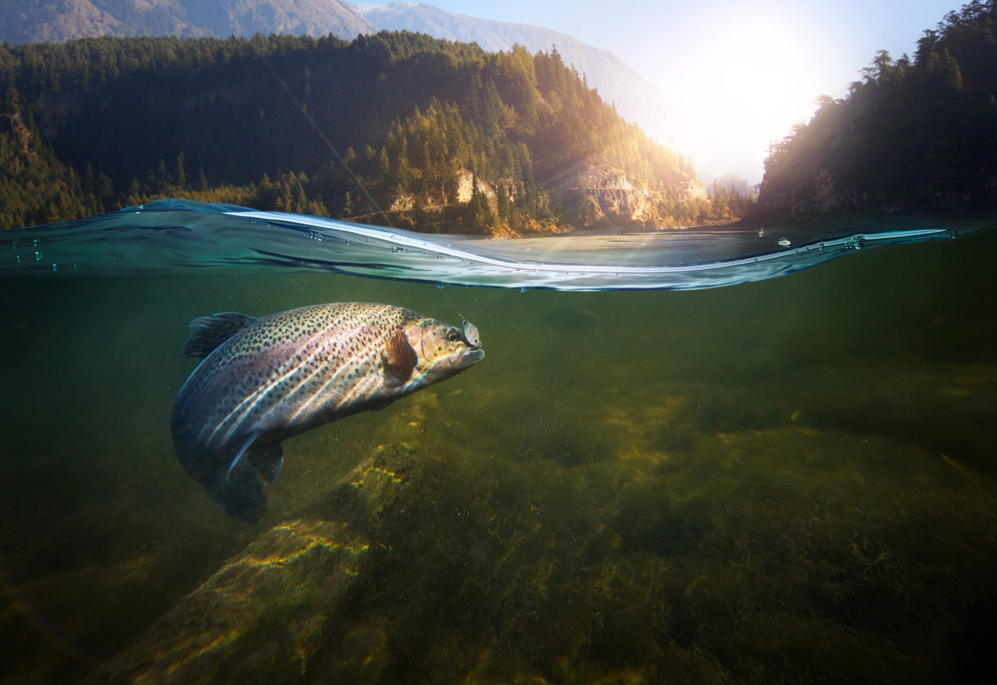 The Smart Fisher’s Guide to Trout Fishing in Georgia