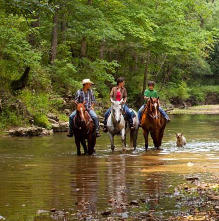 people riding horses, some in creek, dog following